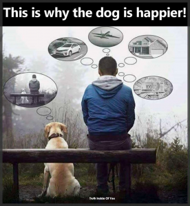 Why a dog is happier. Living in the now.